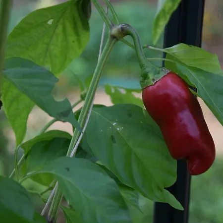 بيت للعطل Le Pompon D'or *