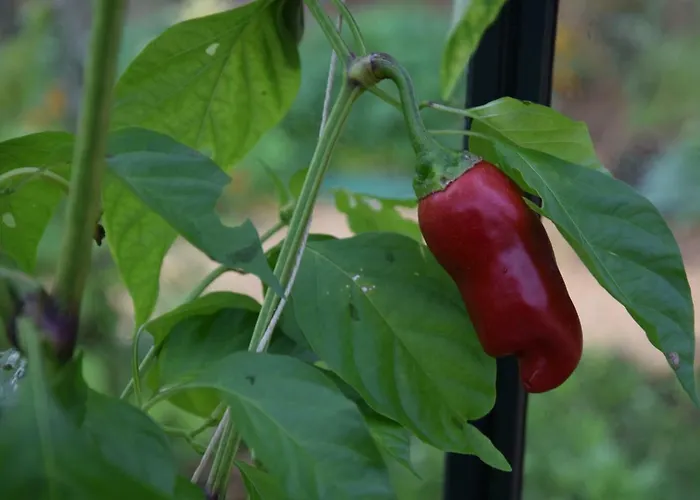 Сasa de vacaciones Le Pompon D'or *